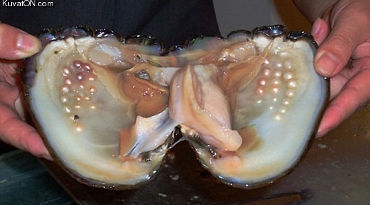 a_clam_with_pearls.jpg