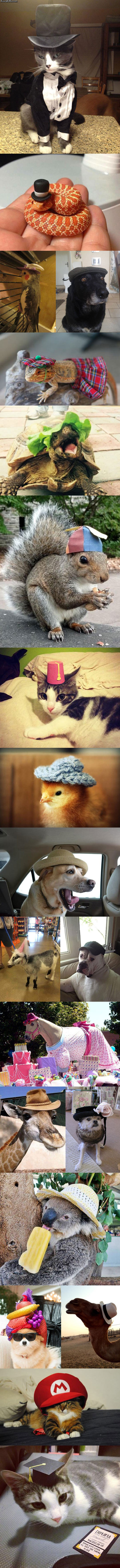 animals_wearing_hats.jpg
