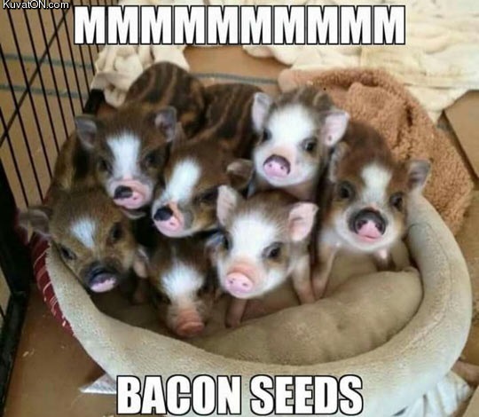 bacon_seeds.jpg