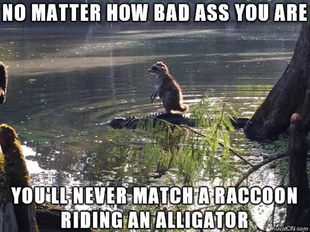 bad_ass_raccoon.jpg