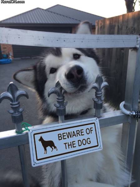beware_of_the_dog_6.jpg