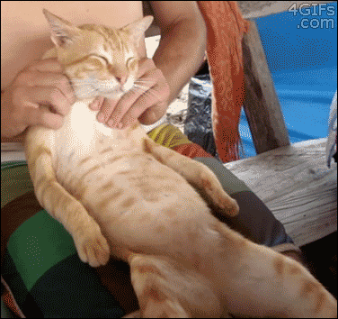 cat_massage3.gif