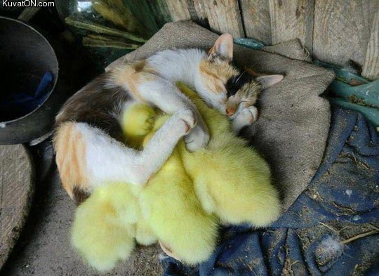 cat_sleeping_with_ducklings.jpg