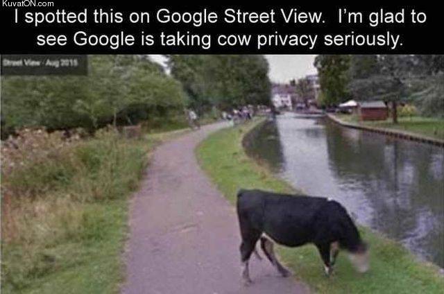 cow_privacy.jpg