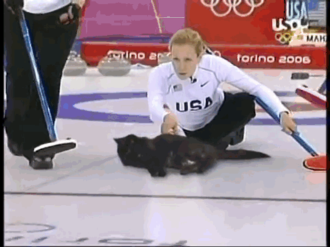 curlingcats.gif