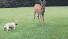 dog_vs_deer.gif