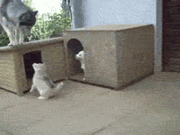 dogs8.gif