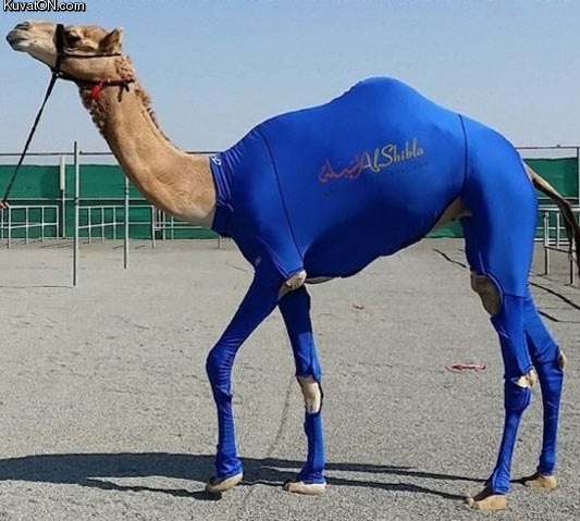 just_a_camel_in_his_pre_race_outfit.jpg