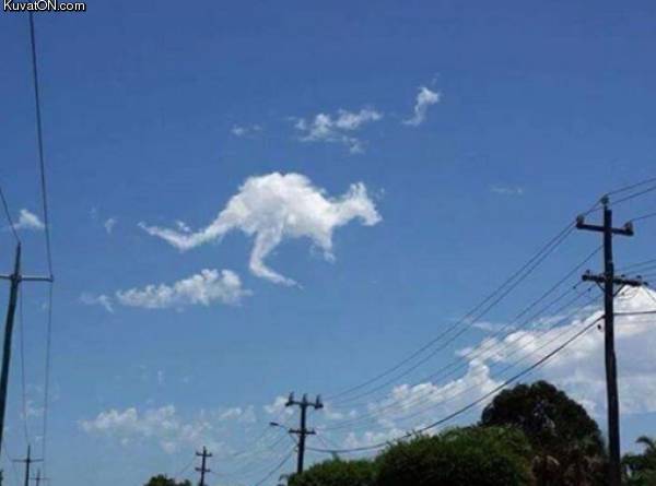 kangaroo_cloud.jpg