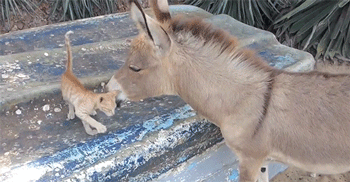 kitten_meets_a_donkey_for_the_first_time.gif