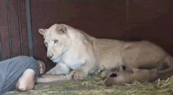 lioness_trusts_man_in_den_with_her_cubs.gif