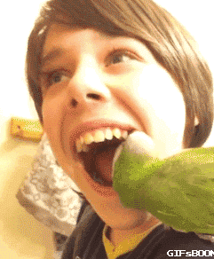 parrot_pulls_out_boys_loose_tooth.gif