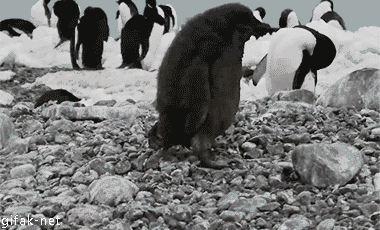 pingviini.gif