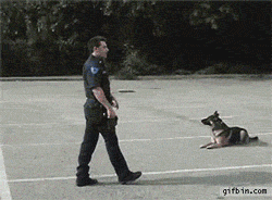 police_dog_gets_into_police_car.gif