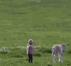 rescued_foal_makes_a_friend.gif