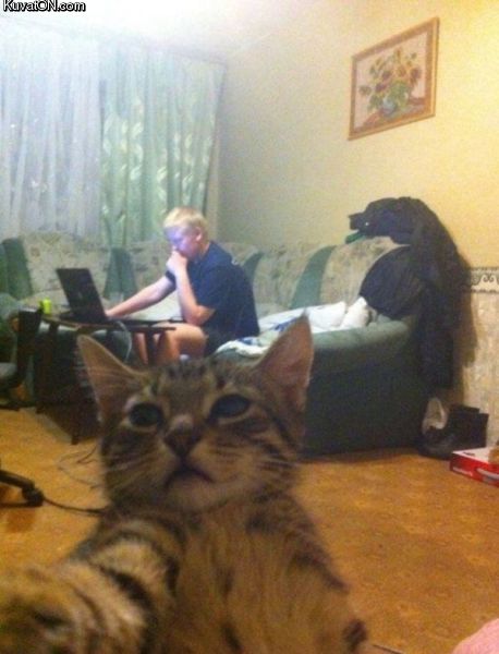 selfie_cat_2.jpg