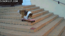 skateboard_doge.gif