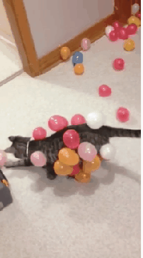 static_balloon_cat.gif