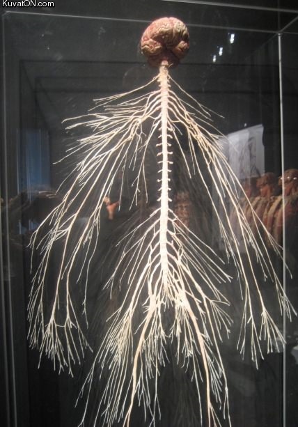 this_is_your_nervous_system.jpg