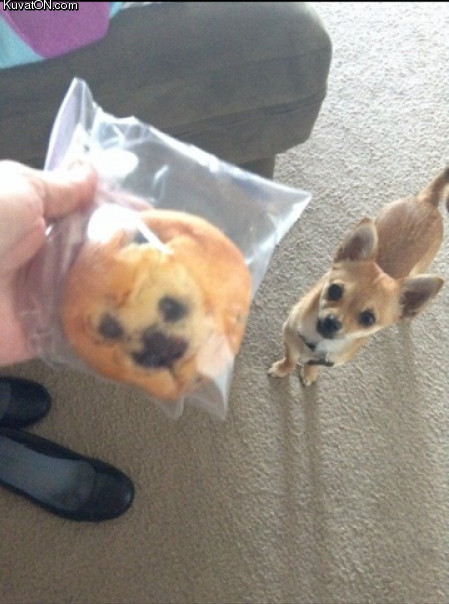 thought_he_was_a_dog_but_he_was_a_muffin.jpg