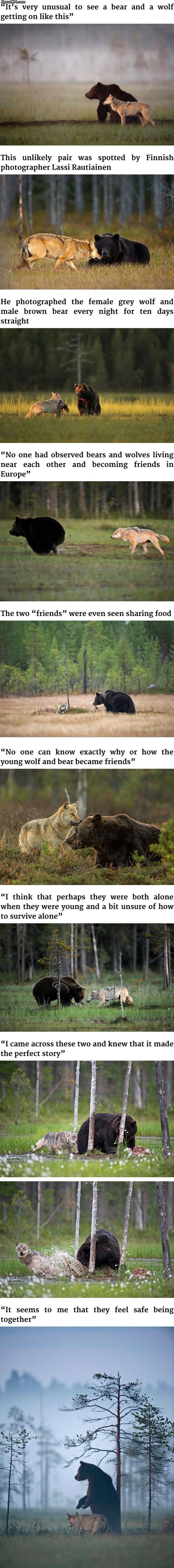 unusual_friendship_between_wolf_and_bear_documented_by_finnish_photographer.jpg