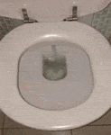 why_you_should_always_flush_first_in_australia.gif