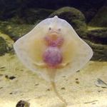 baby_sting_ray.jpg
