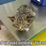 cat44.jpg
