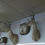 deer_butt.jpg