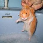 hamster-dip.jpg