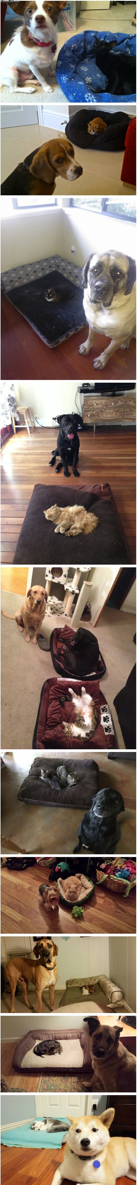 10_dog_beds_stolen_by_cats.jpg