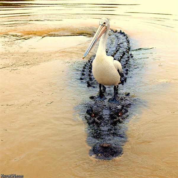 a_pelican_on_a_crocodile.jpg