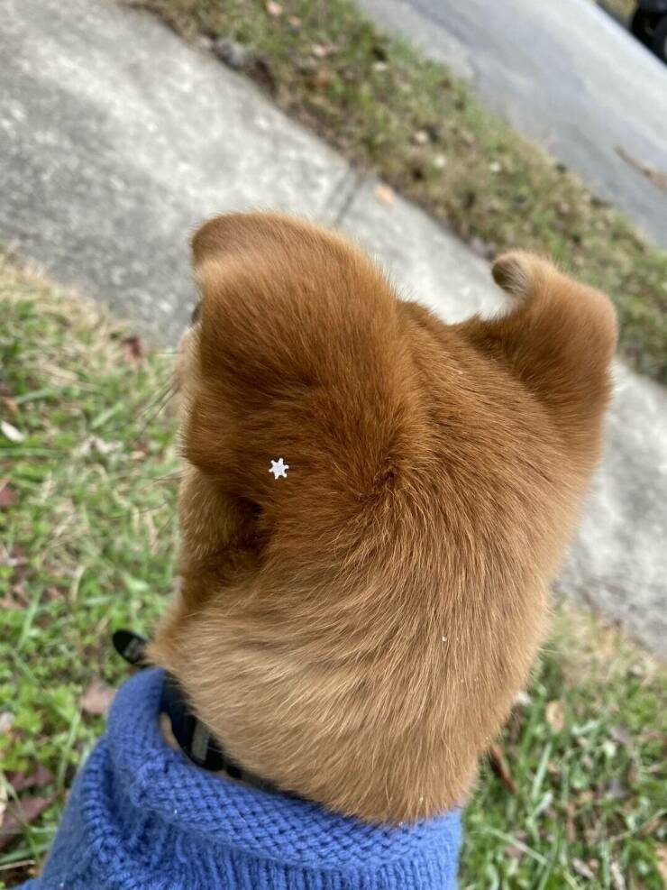 a_perfect_snowflake_fell_on_my_dog.jpg