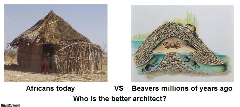 africans_vs_beavers.jpg