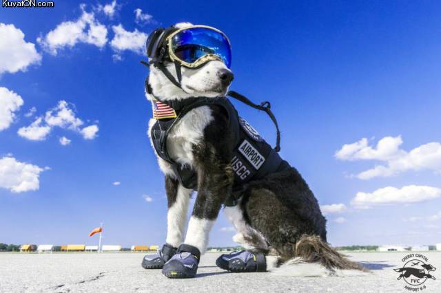 airport_dog.jpg