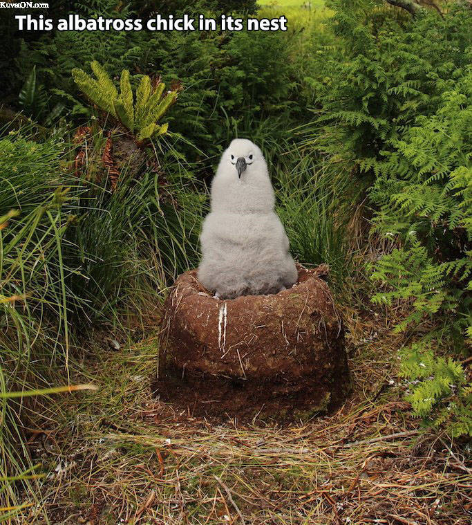 albatross_chick.jpg