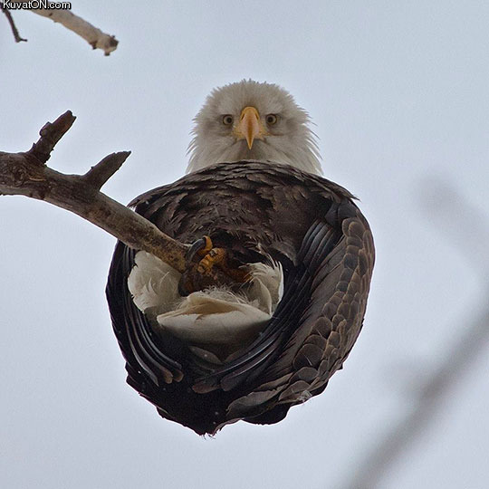 an_eagle_from_below.jpg