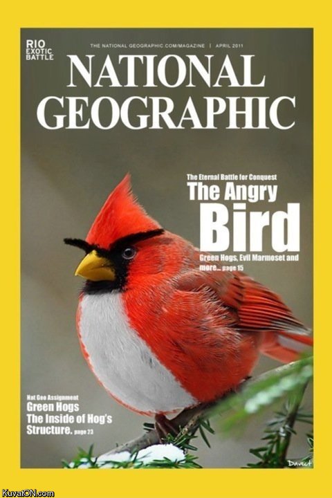 angry_bird.jpg