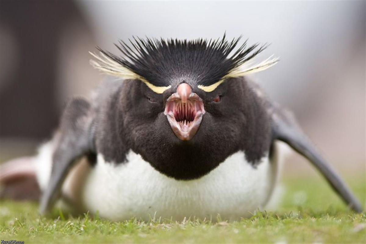 angry_bird2.jpg