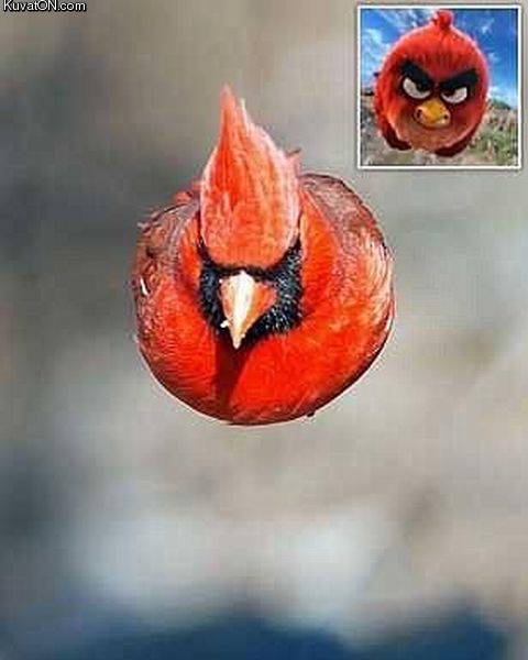 angry_bird_3.jpg