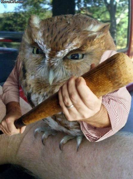 angry_owl.jpg