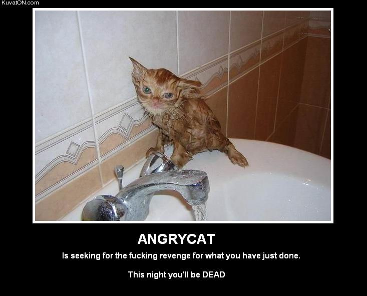 angrycat.jpg