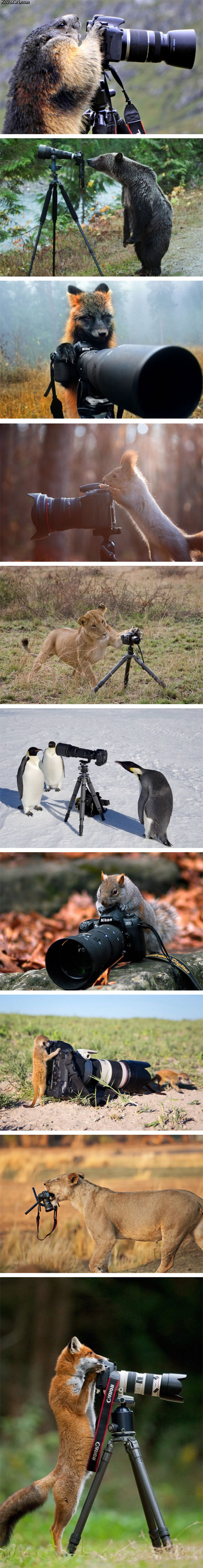 animals_who_want_to_be_photographers.jpg