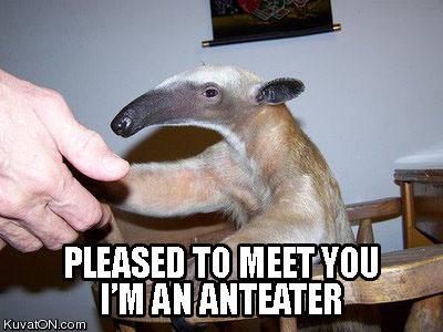 anteater.jpg