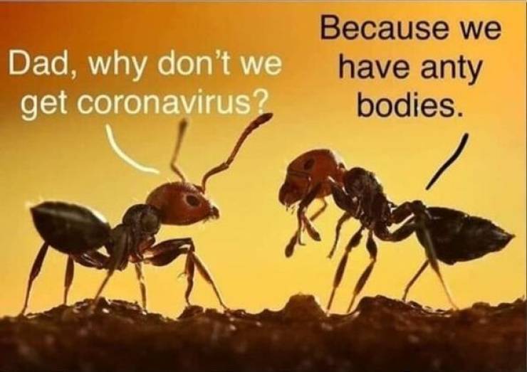 ants.jpg