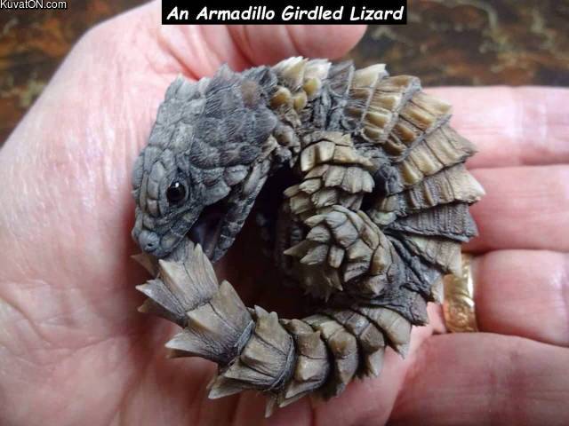 armadillo3.jpg