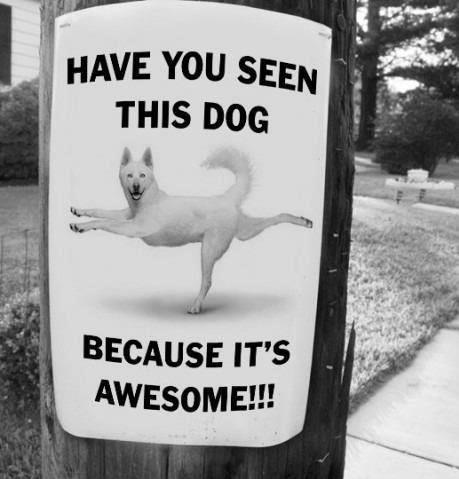 awesomedog3.jpg