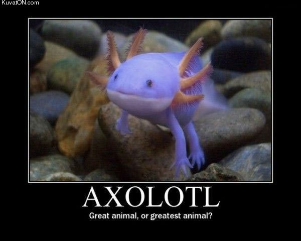 axolotl.jpg