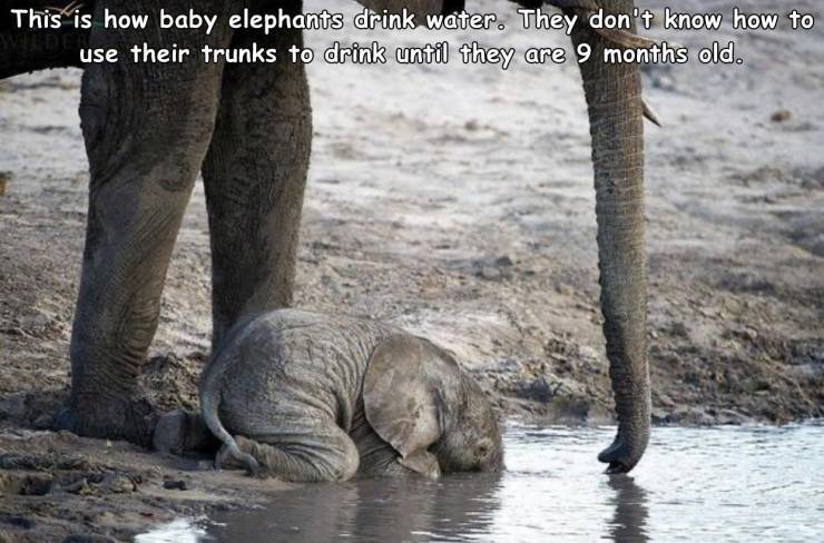 baby_elephant2.jpg