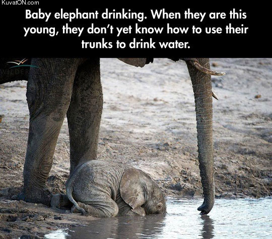 baby_elephant_2.jpg